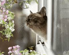 In addition, keep in mind that much like humans, different cats react to plants differently so do your best to make sure your new plant is out of the cat's reach. Top 30 Cats And Flowers Gifs Find The Best Gif On Gfycat