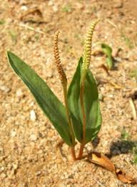 Image result for Ophioglossum gomezianum