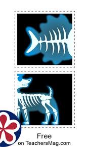 The Animals And Their X Rays Matching Activity In 2020 Matching Activity Preschool Activities Activities