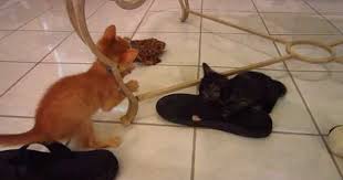 641 Silly Foster Kittens Gets Head Stuck In Metal Table Leg Plus Sister Attacking Flip Flops Youtube Metal Table Legs Foster Kittens Table Legs