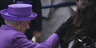 Le texte on your face se traduit par sur vos tetes et compte tenu du fait que la reine d'angleterre est petite et que son cul n'arrive pas à hauteur des têtes peut être que… on et merde mdr. Le Cheval De Course De La Reine D Angleterre Se Dopait A La Morphine Le Point
