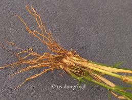 Image result for Enteropogon