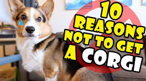 Browse designer puppies for sale in northern california. 10 Reasons Why You Should Not Get A Corgi Puppy Extra After College Youtube