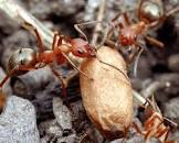 Image result for evolved mutation of ants in bodies who enslaved to build temple