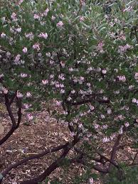 Image result for Hunteria densiflora