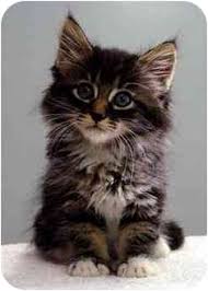 Every month, petco love hosts or sponsors adoption events nationwide. Portland Or Maine Coon Meet Alex A Pet For Adoption