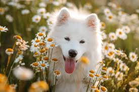 Maybe you would like to learn more about one of these? 50 Cute And Popular Samoyed Names Adorable Name Ideas
