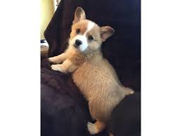 Since birth the puppies and the dogs are given the required care and dedication. Corgi Breeders In Arizona Corgi Puppies For Sale In Arizona