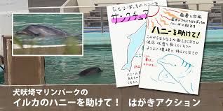 経緯等まとめページ 犬吠埼マリンパーク閉館 イルカのハニーの行く末は Peace 命の搾取ではなく尊厳を