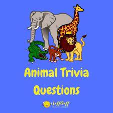 The more questions you get correct here, the more random knowledge you have is your brain big enough to g. 42 Amazing Animal Trivia Questions And Answers Laffgaff