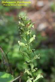 Image result for Habenaria indiana