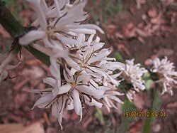 Image result for Coffea schliebenii