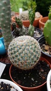 We did not find results for: Mammillaria Plant Identification Cactus And Succulents Plants