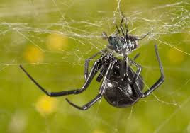 When she calmed down enough to answer my calls, i checked her over. Male Black Widow Spider Twerking For Their Life The Male Black Widow Spiders Who Vibrate Black Widow Spider Spider Spider Eating