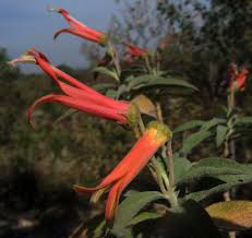 Image result for Scleria laxiflora