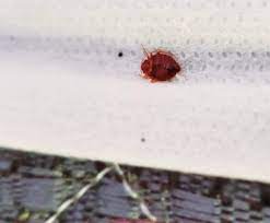 Most of us sleep on our mattresses without knowing what is lurks within. If You Find One Bed Bug Is There Usually More Pest Stop Solutions
