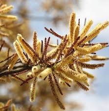 Image result for Acacia galpinii