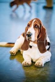 Black And White Basset Hound Puppies For Sale White And Brown Basset Hound Dog Hound Dog Basset Hound Dog Hound Puppies
