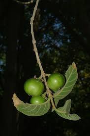 Image result for Rytigynia acuminatissima