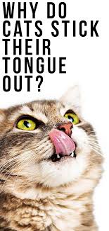 Images tagged cat tongue out. Why Do Cats Stick Their Tongue Out A Complete Guide