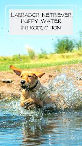 Pin On Basic Dog Training
