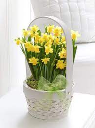 Spring Plants Interflora Spring Plants Plant Gifts Plant Delivery