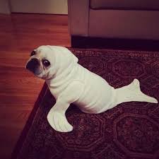 Find the perfect pugs dressed in halloween costumes stock photos and editorial news pictures from getty images. 81 Of The Best Dog Halloween Costume Ideas For Your Pooch Pet Halloween Costumes Pet Costumes Cute Animals