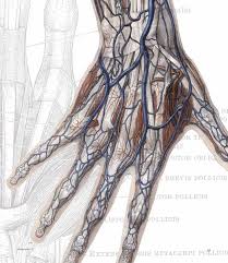 Pictures of circulatory system 1554. Dark Silence In Suburbia Circulatory System Arm Anatomy Scientific Illustration