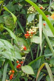 Image result for Berkheya spekeana