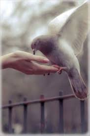 Pin By Ans Van Essen Buijs On A L I F E R O U S Animals Beautiful Birds Pet Birds