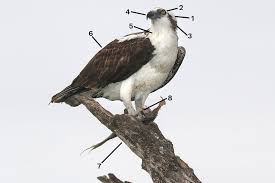 how birders identify osprey