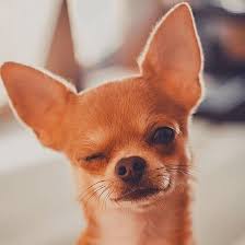 Wut You Lookin At Chi Chihuahuaofinstagm Instachihuahua Teacupchihuahua Toy Toocute Pocketdog Dogsofinst French Bulldog Insta Pictures Bulldog