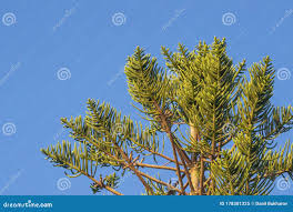 Image result for Araucariaceae