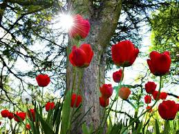 Beautiful Flowers Wallpapers For Desktop Hd Group 78 1600x900 pink flowers sky full screen backgrounds.