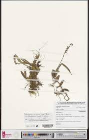 Image result for Bulbophyllum sandersonii