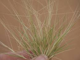 Image result for Aristida diminuta