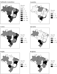 Image result for Wolffiella welwitschii