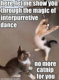 Pin By Lois Smith On Kitties And Other Cuddly Animals Funny Cat Memes Funny Animal Jokes Funny Animal Quotes