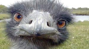 These funny animal pictures were all finalists in the 2018 comedy wildlife photography awards, which pair laughs with wildlife conservation. Animal Fails Funny Animals Fails 2015 2016 Hd Funny Pets Youtube