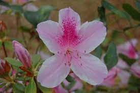 Azaleas are poisonous to people too. Azalea Is Poisonous To Pets Poisonous Plant For Pets