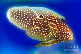 The marine betta, calloplesiops altevelis, also known as the comet, is a great choice for an experienced aquarist. Marine Betta Grouper Photograph By Wernher Krutein