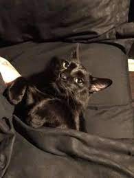 900 Tucked Ideas In 2021 Cats Cute Cats Crazy Cats