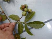 Image result for Paullinia pinnata