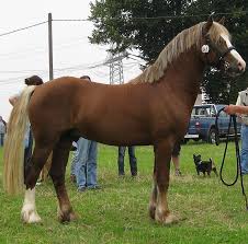 Welsh Cob D The Welsh Cob Section D Is The Largest Size Within The Welsh Pony And Cob Breed Registries They Mu Welsh Pony Welsh Pony And Cob Horse Breeds