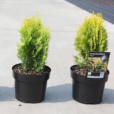 Image result for Culcasia orientalis