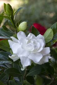 Everblooming Gardenia Pretty Flowers Amazing Flowers Beautiful Flowers