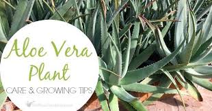 aloe vera plant care how to grow care for your aloe plants aloe vera plant aloe plant plant care