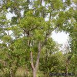 Image result for Erythrophleum