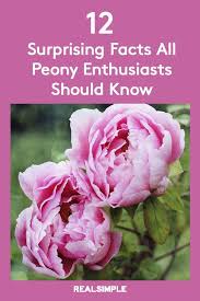 Pin On Peony Love