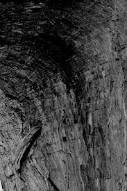 Image result for Kalaharia uncinata